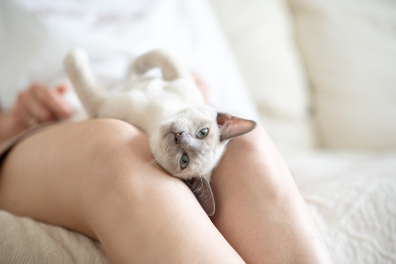 relaxed cat sitting on someone’s knees 